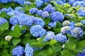 Selective focus on beautiful bush of blooming blue and purple Hydrangea or Hortensia flowers. Royalty Free Stock Photo