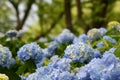 Selective focus on beautiful bush of blooming blue, purple Hydrangea or Hortensia flowers Hydrangea macrophylla. Royalty Free Stock Photo