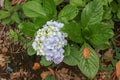 Selective focus on beautiful bush of blooming blue, purple Hydrangea or Hortensia flowers Hydrangea macrophylla and green leaves Royalty Free Stock Photo