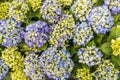 Selective focus on beautiful bush of blooming blue, purple Hydrangea or Hortensia flowers Hydrangea macrophylla and green leaves Royalty Free Stock Photo