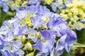 Selective focus on beautiful bush of blooming blue, purple Hydrangea or Hortensia flowers Hydrangea macrophylla and green leaves Royalty Free Stock Photo