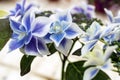 Selective focus on beautiful bush of blooming blue, purple Hydrangea or Hortensia flowers Hydrangea macrophylla and green leaves Royalty Free Stock Photo