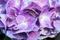 Selective focus on beautiful bush of blooming blue, purple Hydrangea or Hortensia flowers Hydrangea macrophylla and green leaves Royalty Free Stock Photo