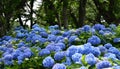 Selective focus on beautiful bush of blooming blue, purple Hydrangea or Hortensia flowers Hydrangea macrophyllaand green leaves. Royalty Free Stock Photo