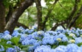 Selective focus on beautiful bush of blooming blue, purple Hydrangea or Hortensia flowers Hydrangea macrophyllaand green leaves.