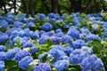 Selective focus on beautiful bush of blooming blue, purple Hydrangea or Hortensia flowers. Royalty Free Stock Photo
