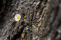 Selective focus of a beautiful daisy between a crack on a rock