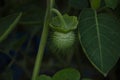 Selective focus on beautiful DATURA PLANT plant with fruit and leaves. Royalty Free Stock Photo