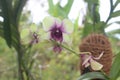 Beautiful Dendrobium bigibbum orchid flower Royalty Free Stock Photo