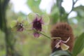 Beautiful Dendrobium bigibbum orchid flower Royalty Free Stock Photo