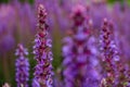 Selective focus of a beautiful field of lavender flowers during spring Royalty Free Stock Photo