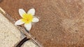 Selective Focus. A Beautiful Flower Leant Against the Edge of the Pool