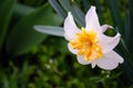 Selective focus beautiful flower in raindrops. Fresh exquisite narcissus in dew drops growing on background of green leaves.