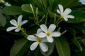 Selective focus on beautiful FRANGIPANI flowers with green leaves . Royalty Free Stock Photo