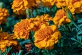 Selective focus beautiful French Marigolds flower in field. Royalty Free Stock Photo