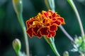 Selective focus beautiful French Marigolds flower in field. Royalty Free Stock Photo