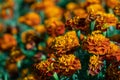 Selective focus beautiful French Marigolds flower in field. Royalty Free Stock Photo