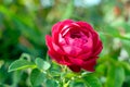 Beautiful fresh rose flower bloom in garden near green leaves