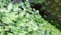 Selective focus on beautiful freshness maidenhair fern in outdoor garden with morning dew.