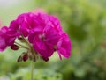Selective focus on beautiful geranium flower in bloom. Vibrant pink geranium closeup.