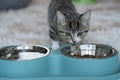 Selective focus of beautiful gray munchkin cat eating on a metal bowl Royalty Free Stock Photo
