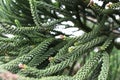 Selective focus of beautiful green branch pine xmas tree with blur background Christmas background concept and bokeh. Royalty Free Stock Photo