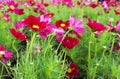 Selective focus Beautiful Margenta Colors of Cosmos Flowers in garden