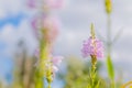 Selective focus of beautiful mauve Obedient plant (Physostegia Virginiana) flower in a green field