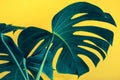 Selective focus of beautiful monstera leaves leaf on colorful for decorating composition design background