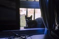 Selective focus of a beautiful mystic black cat sitting in the balcony and looking at the camera