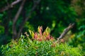 Selective Focus: Beautiful pink, green and yellow leaves on blur forest greenery background.