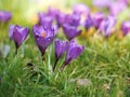 Selective focus on the beautiful purple crocuses. The first signs of spring. The early spring flowers have already bloomed