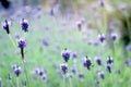Selective focus of beautiful purple lavender flowers with sunlight blooming in lavender field with blur background in summer time Royalty Free Stock Photo