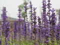 Selective focus of beautiful purple lavender, Lavandula, flowers
