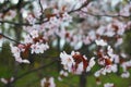 Selective focus of beautiful sakura branches on a tree under a blue sky. Royalty Free Stock Photo