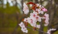 Selective focus of beautiful sakura branches on a tree under a blue sky. Royalty Free Stock Photo
