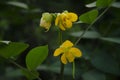 Selective focus on beautiful SENNA OCCIDENTALIS plant with yellow flowers and green leaves.