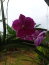 Beautiful Vanda Pure Wax Blue \