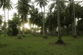 Selective focus of a beautiful view of a coconut farm Royalty Free Stock Photo