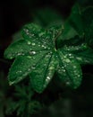 Selective focus of the beautiful water droplets on a big dark green leaf surface after rain Royalty Free Stock Photo