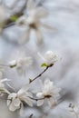 Selective Focus. Beautiful White Delicate Magnolia Flower. Blooming Magnolia Tree In The Spring. Beautiful Close Up Magnolia