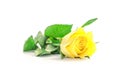 Selective focus beautiful yellow rose isolated on white background Royalty Free Stock Photo