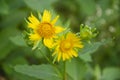 Selective focus on beautiful yellow SUN FLOWER flowers with buds and leaves. Royalty Free Stock Photo