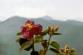 Selective focus of the beautifully blossomed pink wild flower