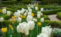 Selective focus of the beautifully blossomed white tulips in the
