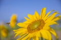 Selective focus of a bee flying towards a sunflower Royalty Free Stock Photo