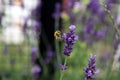 Selective focus on a bee on lavender flowers with blurred background Royalty Free Stock Photo