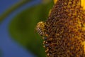 Selective focus of a bee on a sunflower under the lights with a blurry background Royalty Free Stock Photo