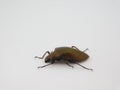 Selective focus on a beetle on white background
