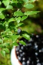 Selective focus - berry and leaves of wild bilberry and defocused ceramic bowl with ripe bilberries (Vaccinium